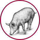 Schwein